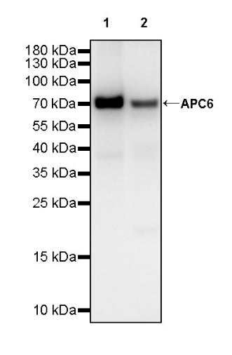 APC6 Recombinant Rabbit mAb (S-2550-48)