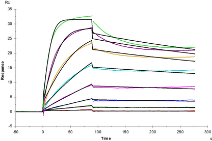 TNFR-2/CD120b His Tag Protein, Cynomolgus