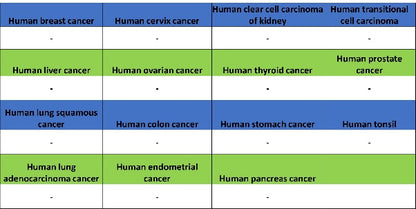 Parvalbumin Recombinant Rabbit mAb (S-1620-10)