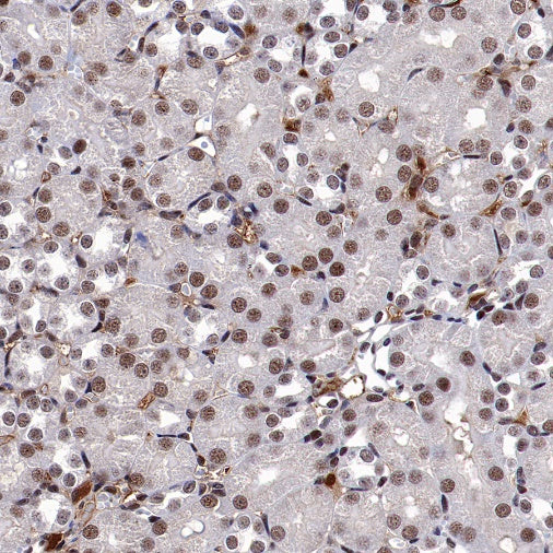 Keap1 Recombinant Rabbit mAb (S-1520-8)