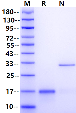M-CSF Protein, Mouse