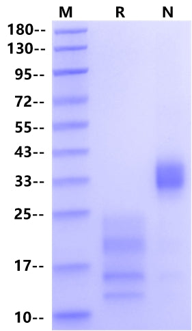 IL-17A&IL-17F Heterodimer Protein, Rat