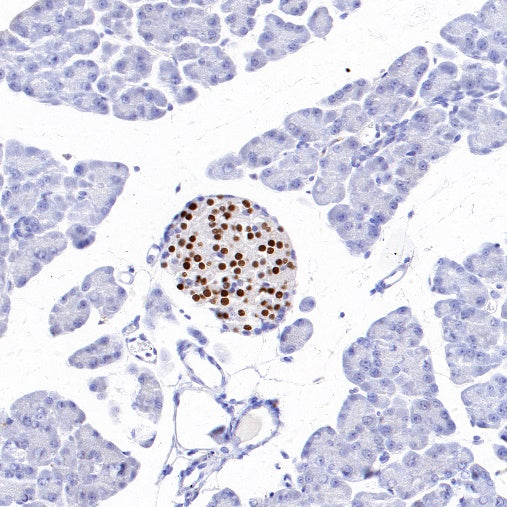 MAFA Recombinant Rabbit mAb (SDT-2040-6)