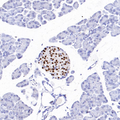 MAFA Recombinant Rabbit mAb (SDT-2040-6)
