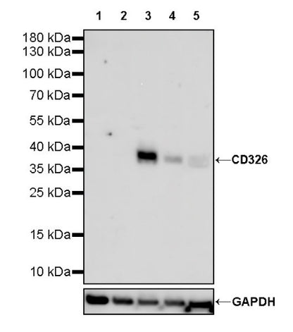 EpCAM/CD326 Recombinant Rabbit mAb (S-1009-76)