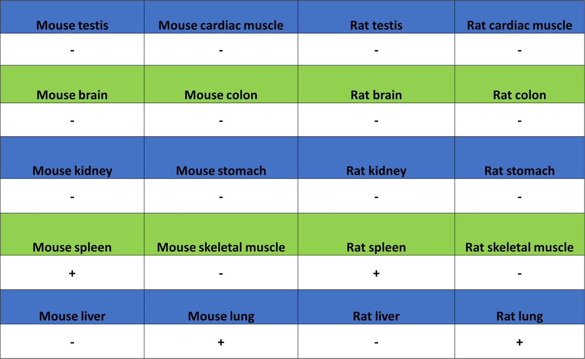 FoxO1 Recombinant Rabbit mAb (S-5118)