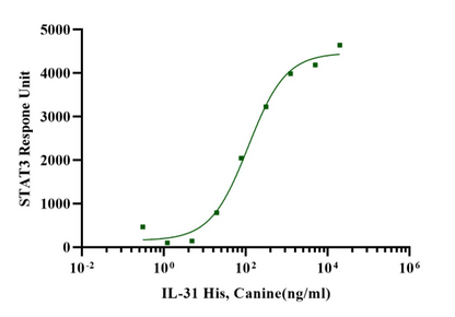 IFN-γ Protein, Canine