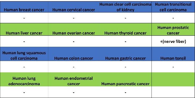 CGRP Recombinant Rabbit mAb (S-2490-74)