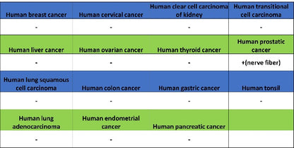 CGRP Recombinant Rabbit mAb (S-2490-74)