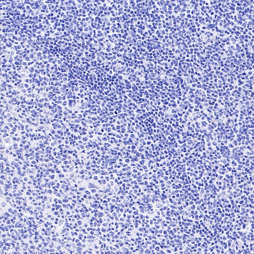 Rabbit mAb IgG Isotype Control (SDT-R173)