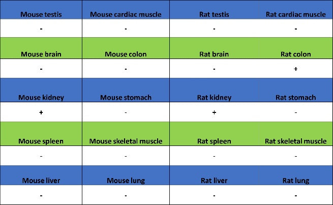 AQP2 Recombinant Rabbit mAb (SDT-2149-19)