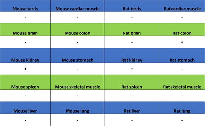 AQP2 Recombinant Rabbit mAb (SDT-2149-19)