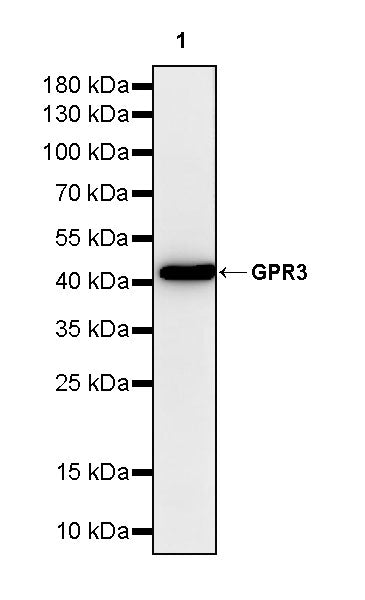 GPR3 Recombinant Rabbit mAb (S-4112-61)