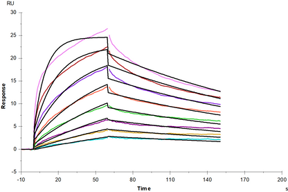 FGF-R1/CD331 His Tag Protein, Human