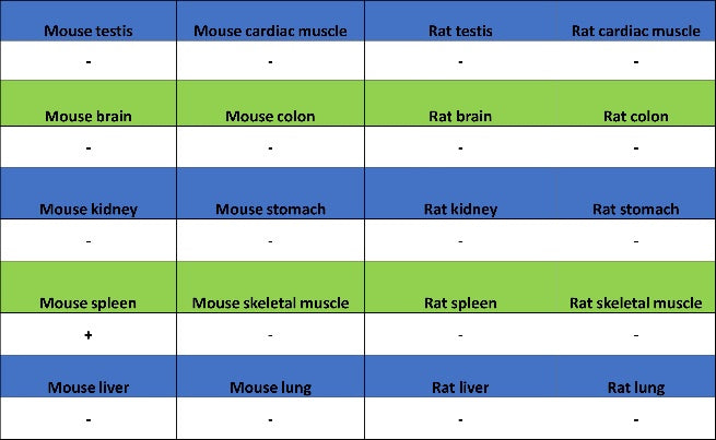 PF4 Recombinant Rabbit mAb (S-4220)