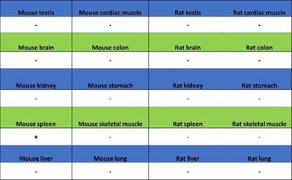 PF4 Recombinant Rabbit mAb (S-4220)