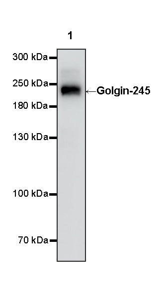 Golgin-245 Recombinant Rabbit mAb (S-4473-8)