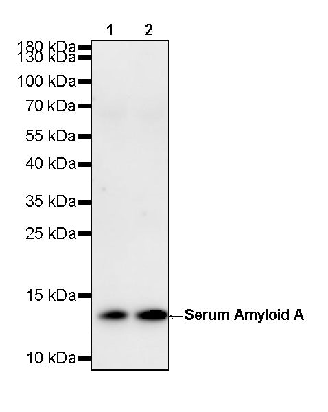 Serum Amyloid A Recombinant Rabbit mAb (S-5308)