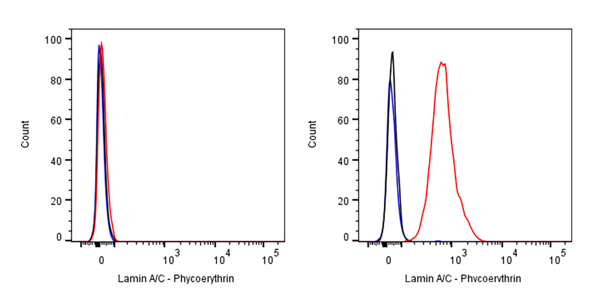 Lamin A/C Recombinant Rabbit mAb (PE Conjugate) (SDT-R041)