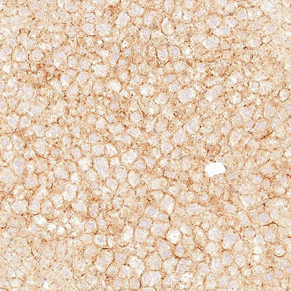 p58IPK/DNAJC3 Recombinant Rabbit mAb (S-4816-205)