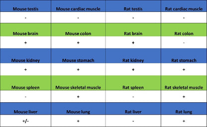 AQP4 Recombinant Rabbit mAb (S-1609-62)