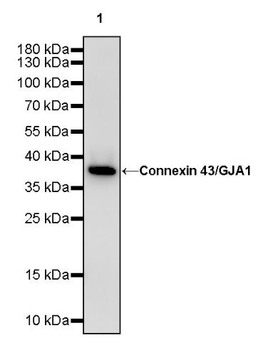 Connexin 43/GJA1 Rabbit Polyclonal Antibody