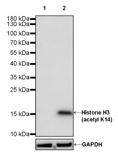 Histone H3 (acetyl K14) Recombinant Rabbit mAb (S-R398)