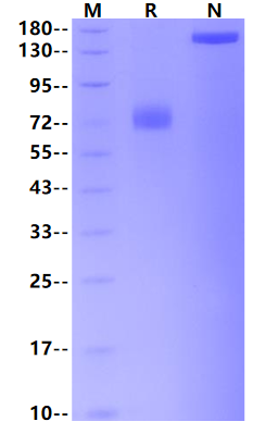 MSLN/Mesothelin Fc Chimera Protein, Cynomolgus