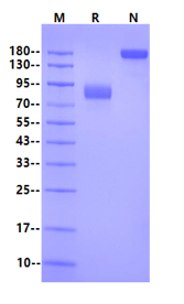 FGF R4 Fc Chimera Protein, Human