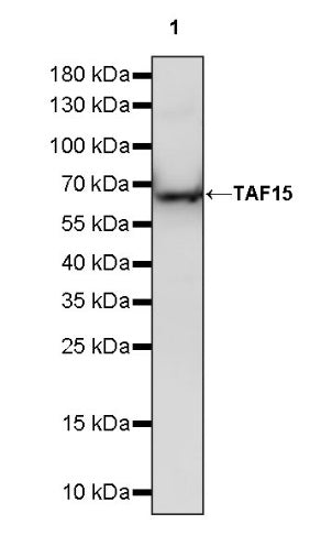 TAF15 Recombinant Rabbit mAb (S-1508-53)