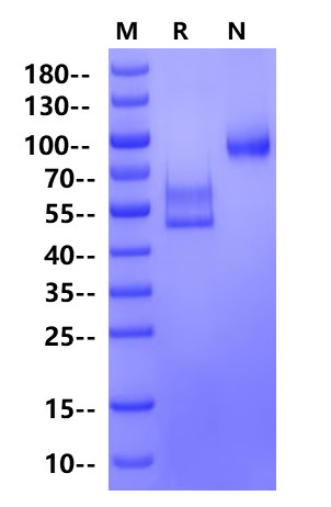 CD3E&CD3D Heterodimer, Fc, His Tag&Fc, Flag Tag Protein, Mouse