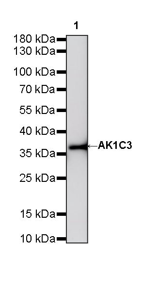 AK1C3 Rabbit Polyclonal Antibody