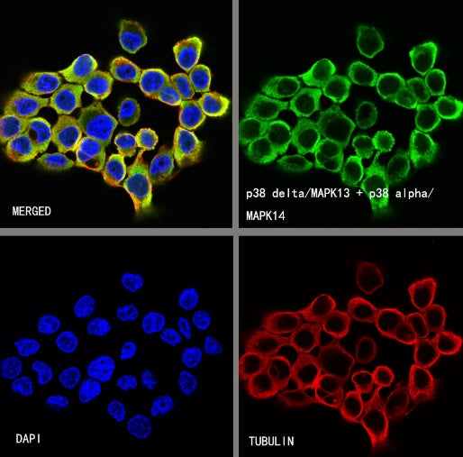 p38 delta/MAPK13 + p38 alpha/MAPK14 Recombinant Mouse mAb (S-3860)
