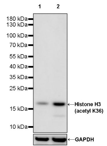 Histone H3 (acetyl K36) Recombinant Rabbit mAb (S-1732-53)