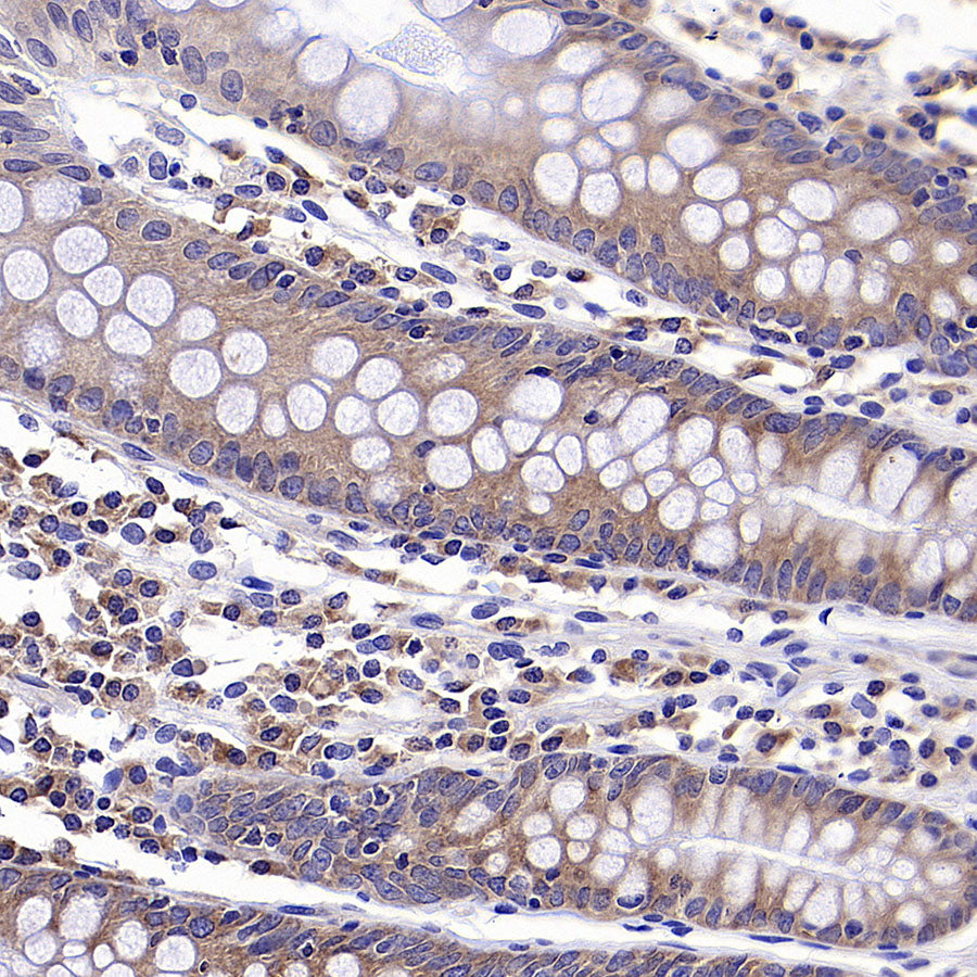 eIF3G Rabbit Polyclonal Antibody