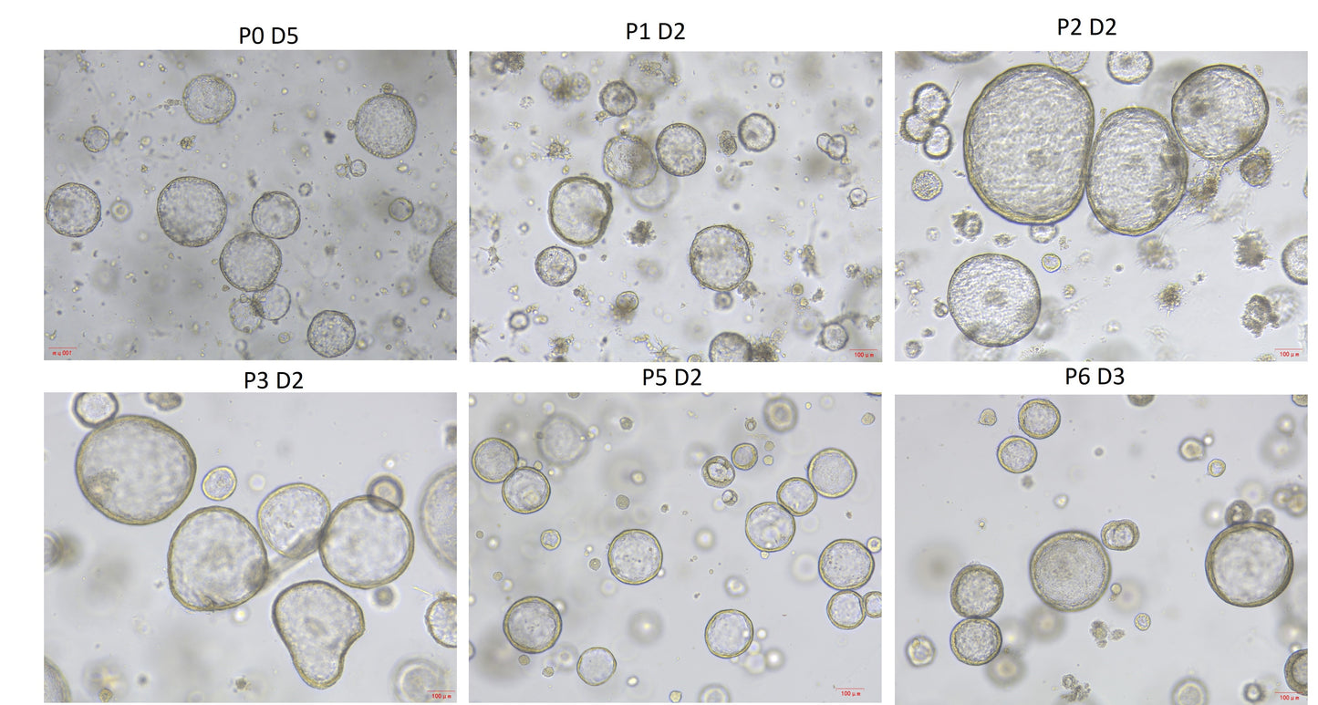 KGF/FGF-7 Protein, Mouse