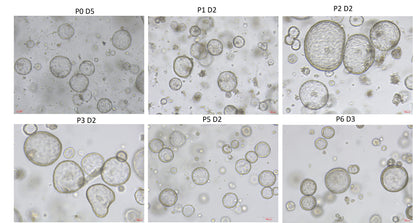 KGF/FGF-7 Protein, Mouse