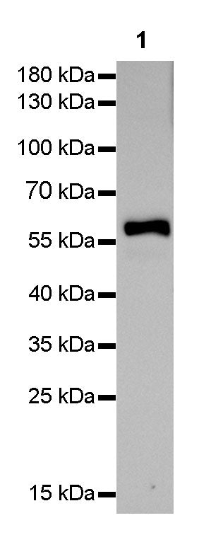 HSP60 Recombinant Rabbit mAb (SDT-076-6)