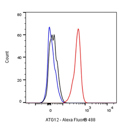 ATG12 Recombinant Rabbit mAb (S-1143-209)
