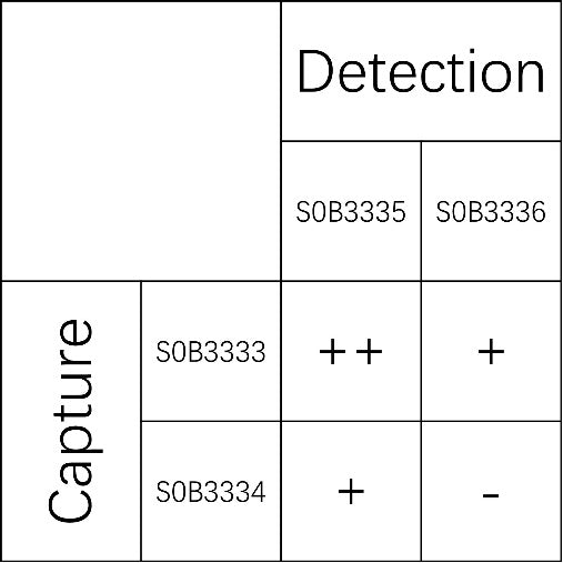 IL-23 Recombinant Rabbit mAb (SDT-1106-56)