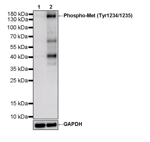 Phospho-Met (Tyr1234/1235) Recombinant Rabbit mAb (S-3457)