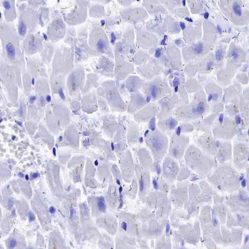 NeuN Recombinant Rabbit mAb (SDT-432-1)