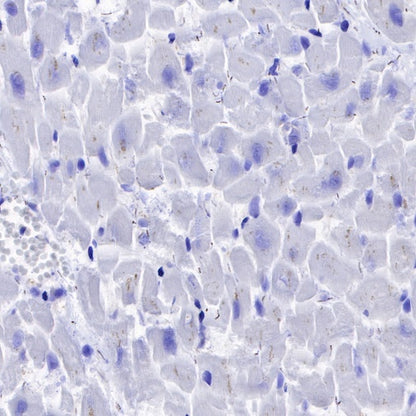 NeuN Recombinant Rabbit mAb (SDT-432-1)