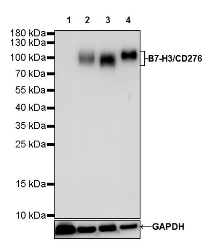 B7-H3 Recombinant Rabbit mAb (SDT-249-26)