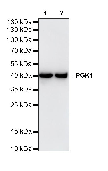 PGK1 Recombinant Rabbit mAb