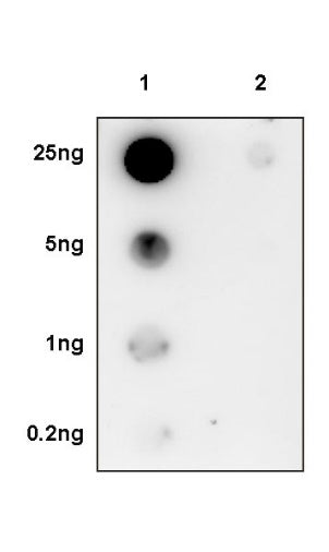 Phospho-Stat3 (Ser727) Recombinant Rabbit mAb (S-1439-42)