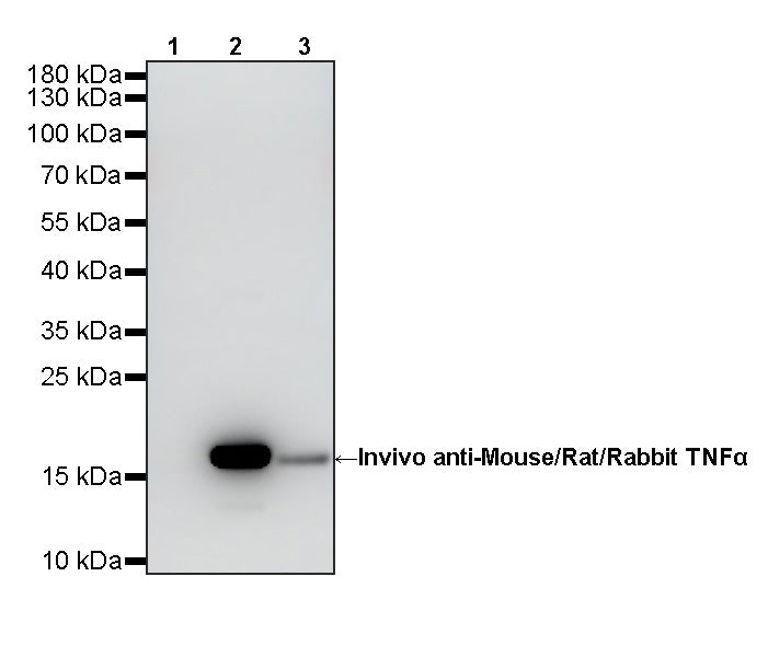 Invivo anti-Mouse/Rat/Rabbit TNFα Recombinant mAb