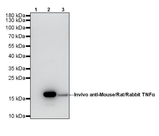 Invivo anti-Mouse/Rat/Rabbit TNFα Recombinant mAb