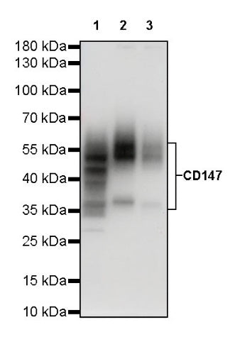 CD147 Recombinant Rabbit mAb (SDT-681-18)