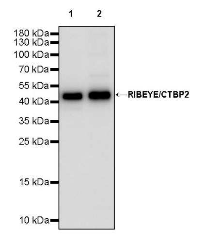 RIBEYE/CTBP2 Rabbit Polyclonal Antibody